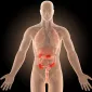 Actu PRO : Crohn : Le microbiote intestinal prédictif des récidives ?