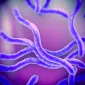 Actu PRO : Syndrome de l’intestin irritable : le rôle de Brachyspira dévoilé