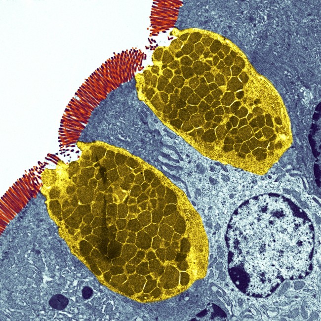 Goblet cells. Coloured transmission electron micrograph (TEM) of a section through goblet cells in the lining of the small intestine,part of the digestive tract.