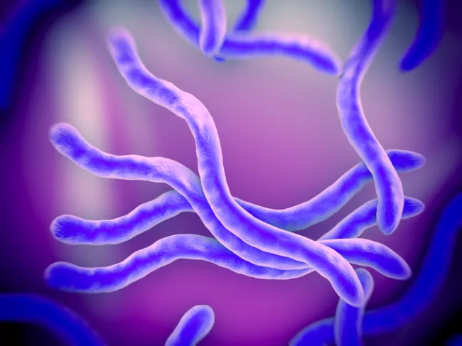 Actu PRO : Syndrome de l’intestin irritable : le rôle de Brachyspira dévoilé