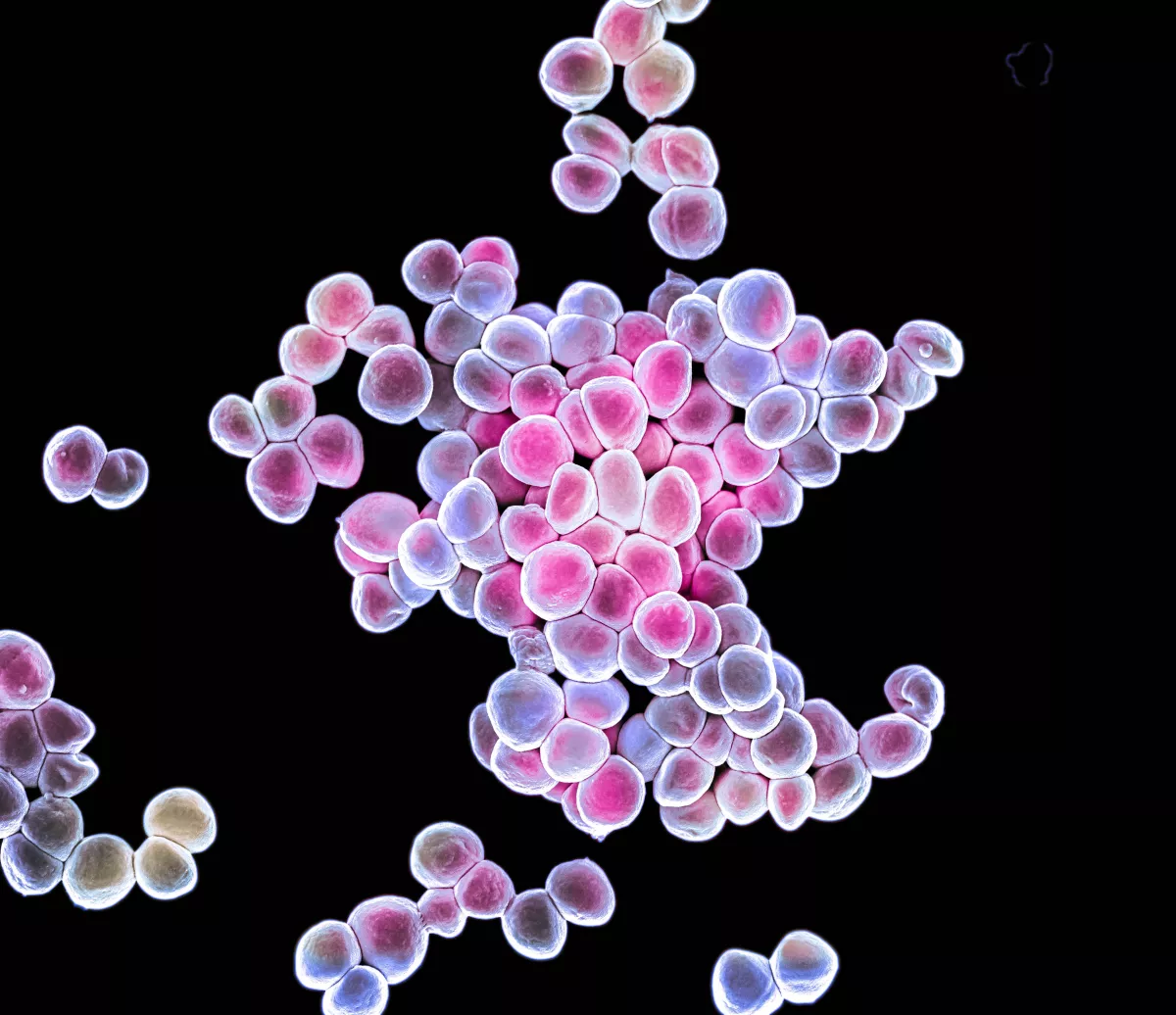 estafilococo epidermidis piel