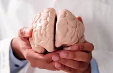 Everything you need to know about the microbiota gut-brain axis