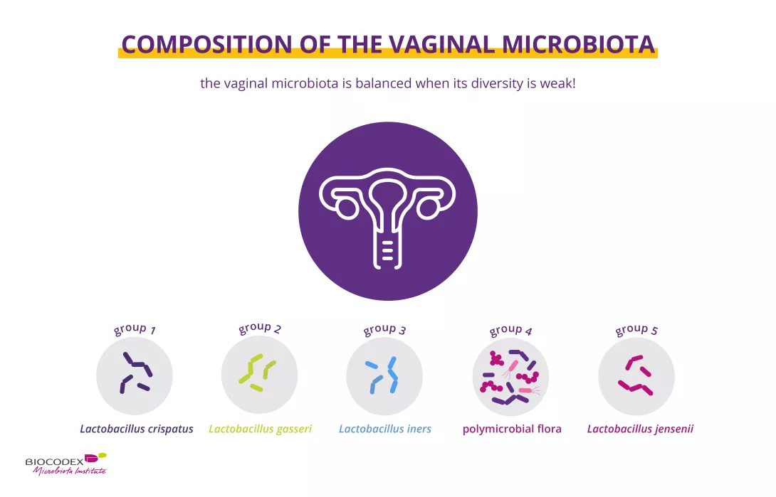 Composition of the vaginal microbiota_en