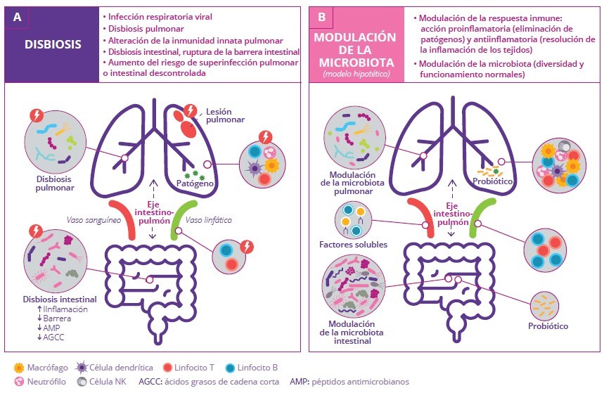 El eje intestino-pulmón en las infecciones respiratorias virales |  Contenido para profesionales de la salud | Instituto de la Microbiota