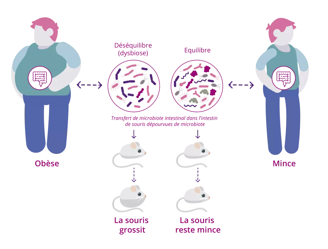 [Infographic] Relationship between the gut microbiota and energy metabolism (FR)