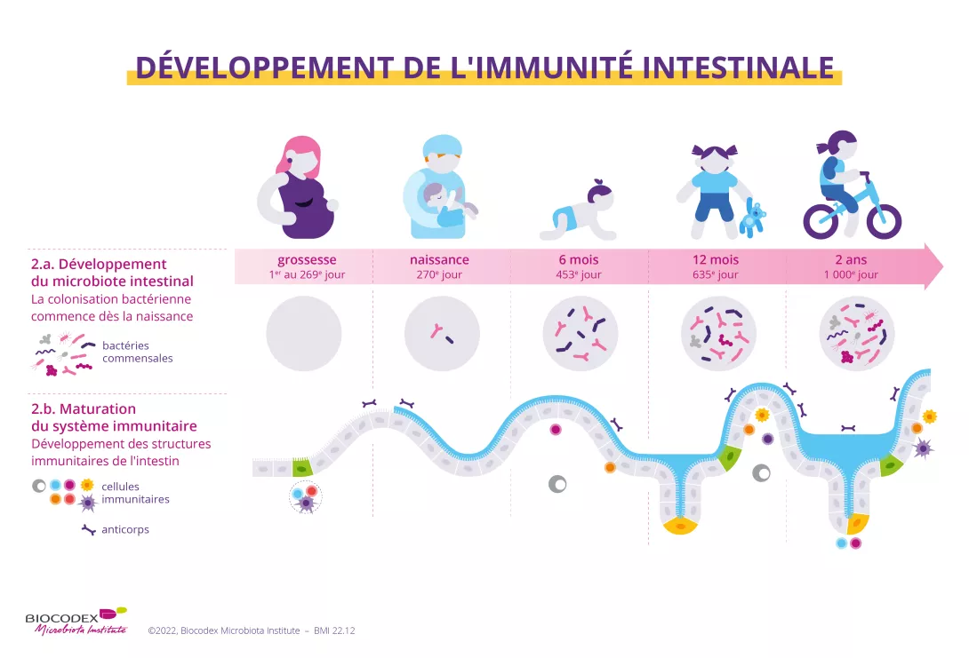 L'infographie suivante vous montre comment et quand le microbiote intestinal et le système immunitaire sont développés et deviennent matures
