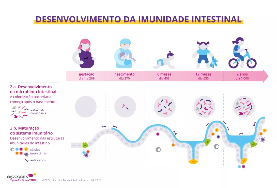 O infográfico a seguir mostra como e quando a microbiota intestinal e o sistema imunológico são desenvolvidos e se tornam maduros