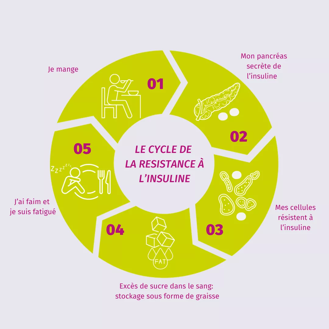 Infographie sur le cycle de la résistance à l’insuline : excès de sucre, stockage en graisse, fatigue et faim.