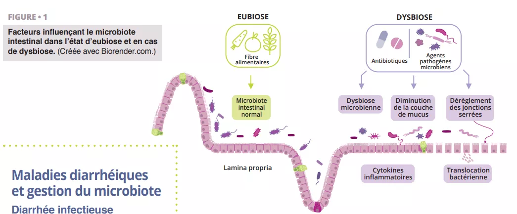 Schéma des facteurs modulant le microbiote : fibres favorisant l’eubiose, antibiotiques et pathogènes induisant dysbiose et inflammation.