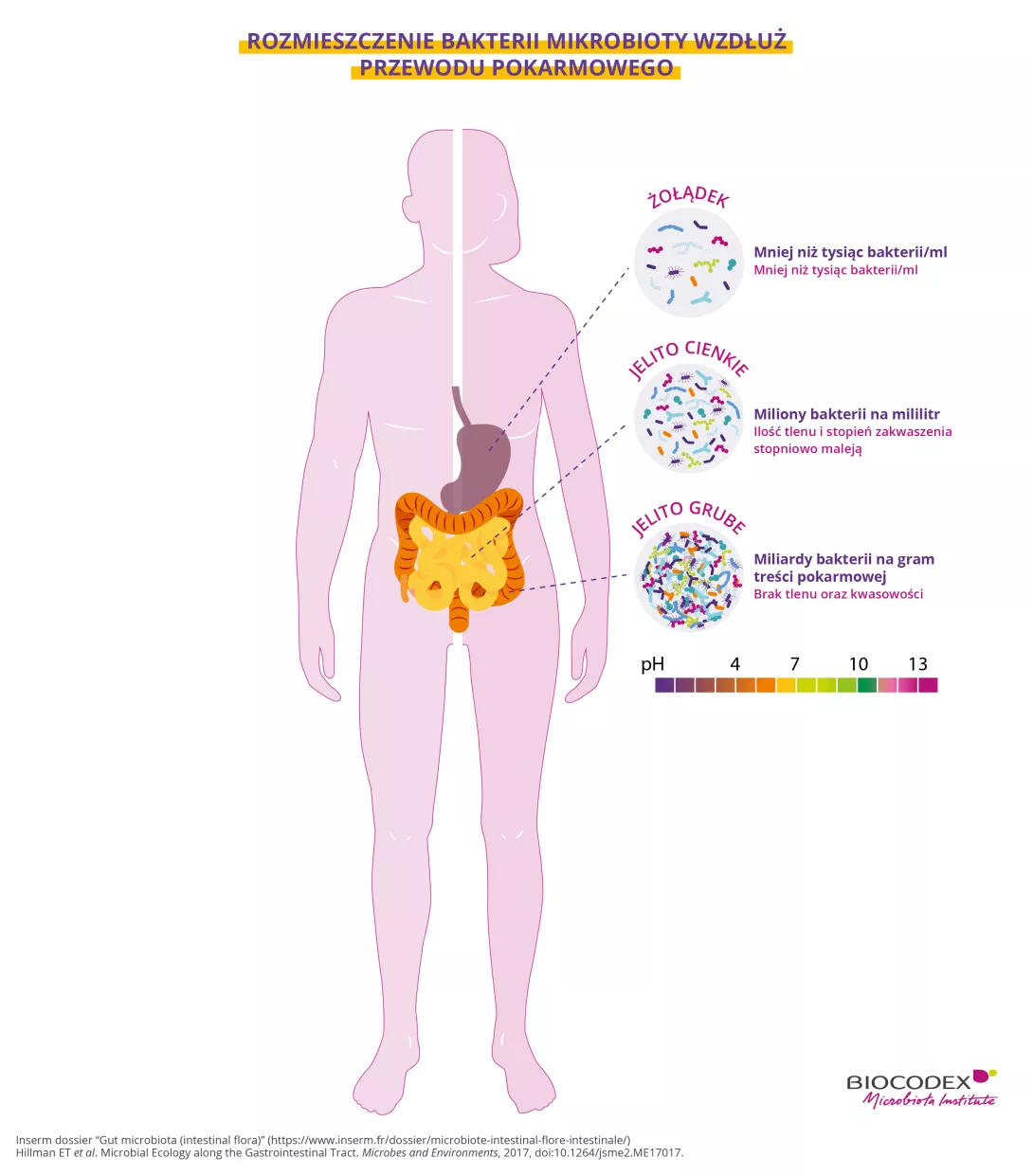 Ta infografika edukacyjna przedstawia rozmieszczenie bakterii mikrobioty wzdłuż ludzkiego układu pokarmowego – od żołądka, przez jelito cienkie, aż do okrężnicy. W centrum ilustracji znajduje się jasnoróżowa sylwetka człowieka widziana z przodu, z wyróżnionymi głównymi narządami przewodu pokarmowego: przełykiem, żołądkiem, jelitem cienkim i okrężnicą. W prawym dolnym rogu sylwetki przedstawiono skalę pH od 1 do 14 w postaci gradientu kolorów przechodzącego od fioletu do różu, przez pomarańczowy, żółty i zie
