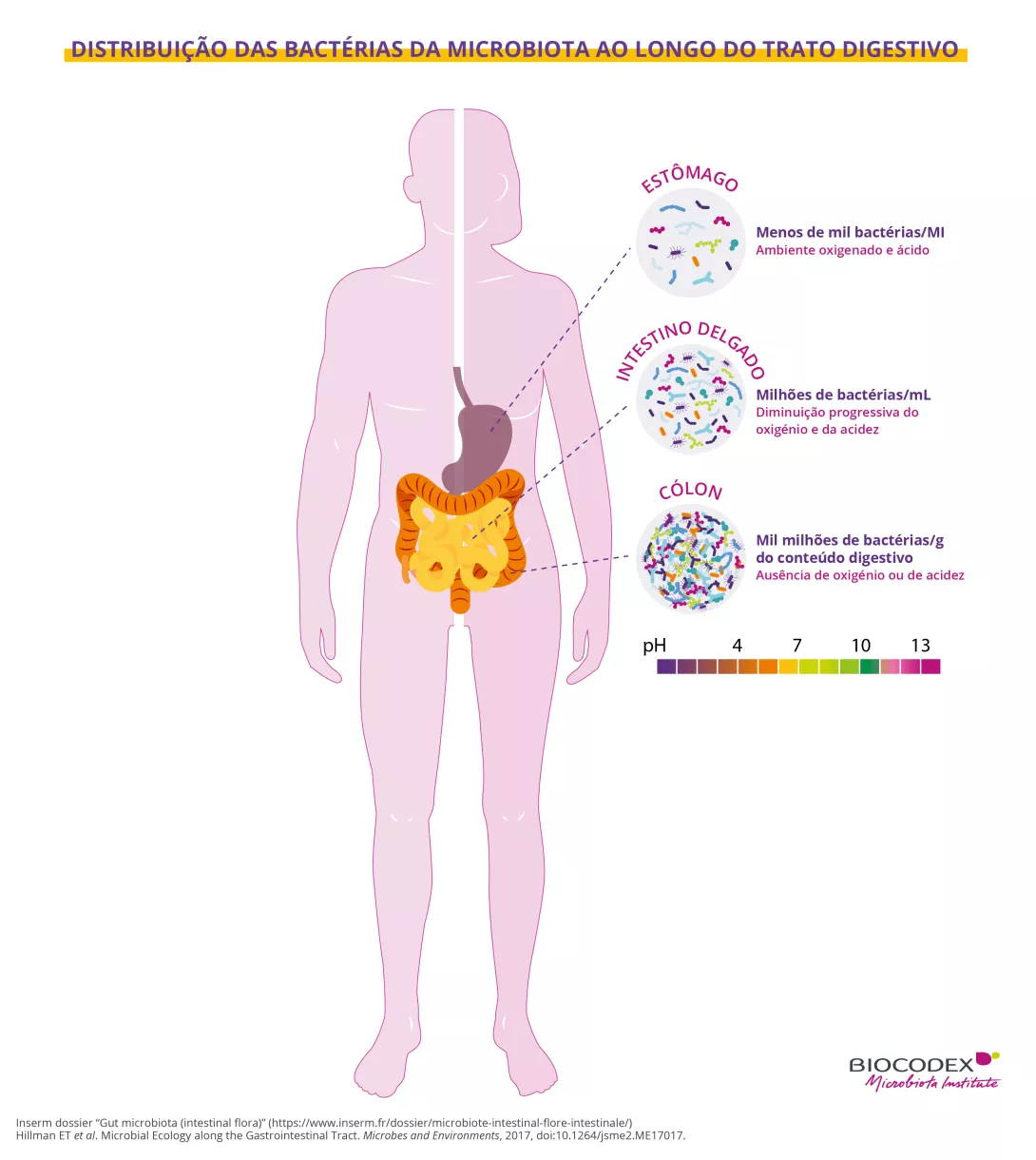 Este infográfico educativo ilustra a distribuição das bactérias da microbiota ao longo do sistema digestivo humano, desde o estômago até o cólon, passando pelo intestino delgado. No centro da imagem, uma silhueta humana em rosa-claro representa o corpo humano visto de frente, com os principais órgãos do trato digestivo destacados: o esôfago, o estômago, o intestino delgado e o cólon. No canto inferior direito da silhueta, há uma escala de pH de 1 a 14 representada por um gradiente de cores que vai do roxo a