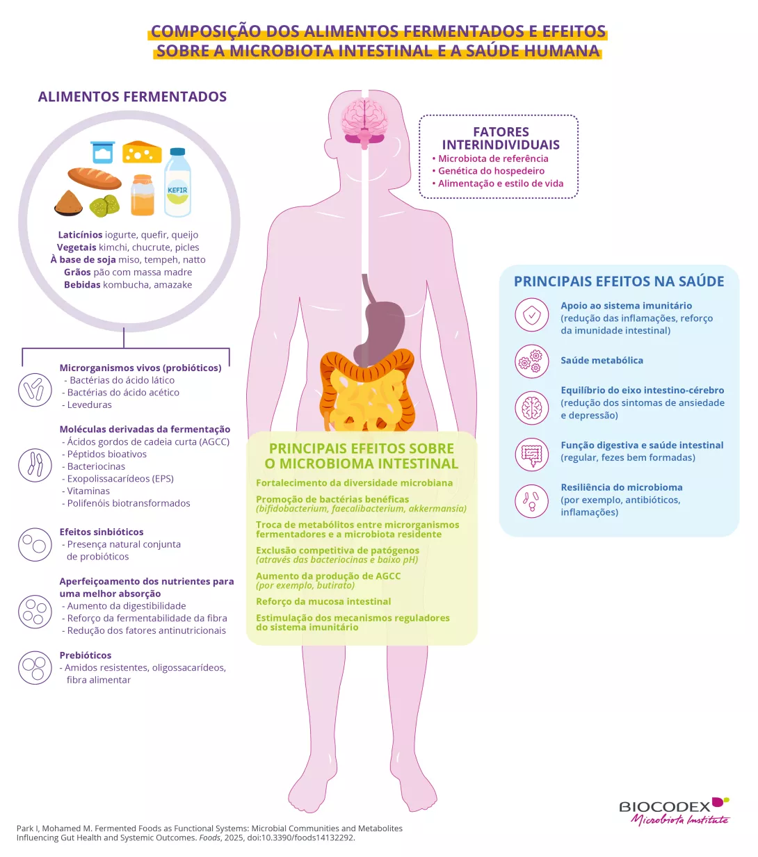 Este infográfico educativo descreve a composição dos alimentos fermentados, seus principais efeitos sobre a microbiota intestinal e seus benefícios para a saúde. No centro da imagem, uma silhueta humana em rosa-claro representa o corpo humano visto de frente, com diferentes órgãos destacados: o cérebro, o estômago, o intestino delgado e o cólon.  Na parte superior esquerda, um grande círculo intitulado "ALIMENTOS FERMENTADOS" apresenta diferentes alimentos e bebidas fermentados por meio de ilustrações color