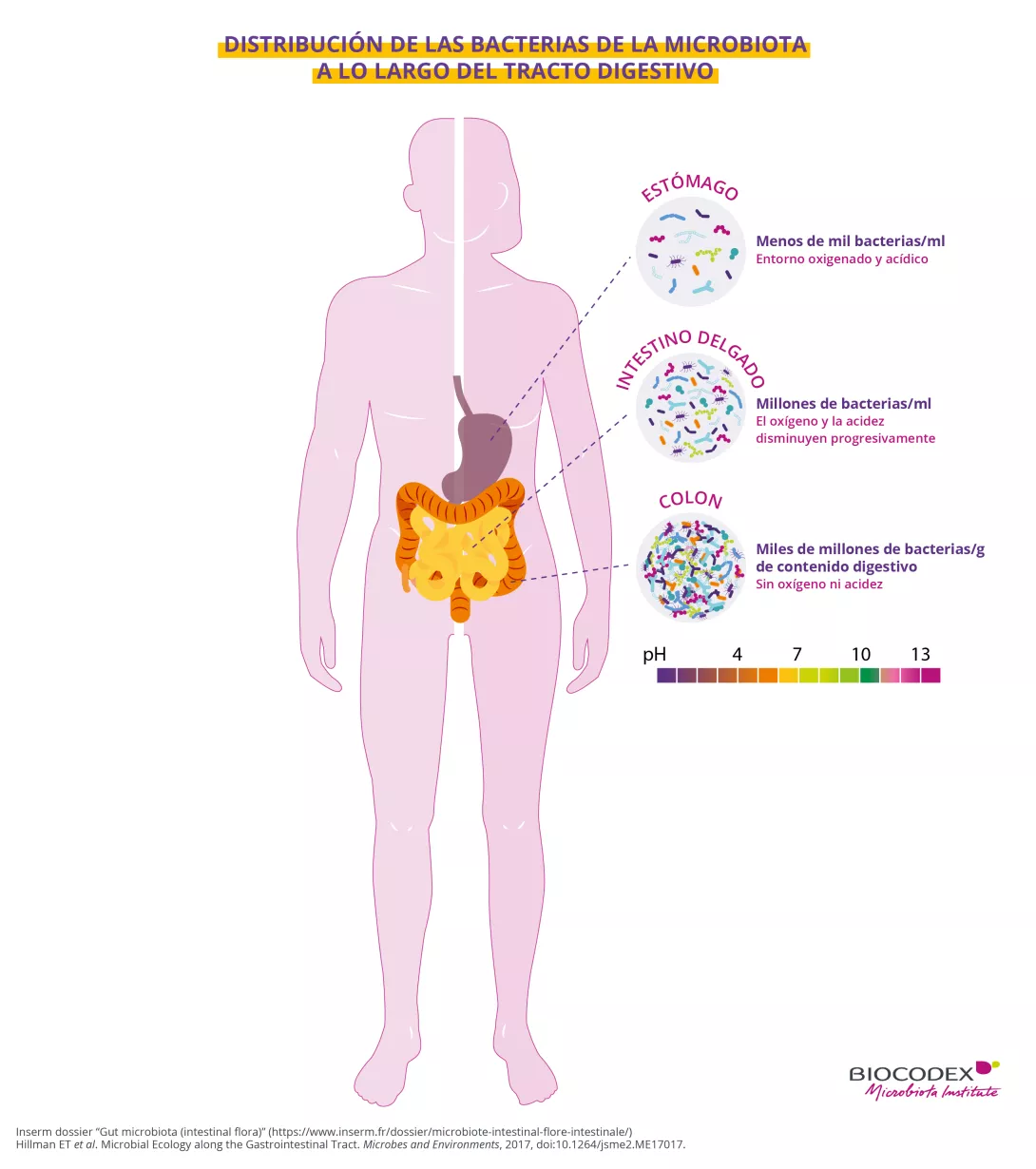 Esta infografía educativa ilustra la distribución de las bacterias de la microbiota a lo largo del sistema digestivo humano, desde el estómago hasta el colon, pasando por el intestino delgado. En el centro de la imagen, una silueta humana de color rosa claro representa el cuerpo humano visto de frente, con los principales órganos del tubo digestivo resaltados: el esófago, el estómago, el intestino delgado y el colon. En la parte inferior derecha de la silueta, se muestra un gradiente de pH de 1 a 14 mediant