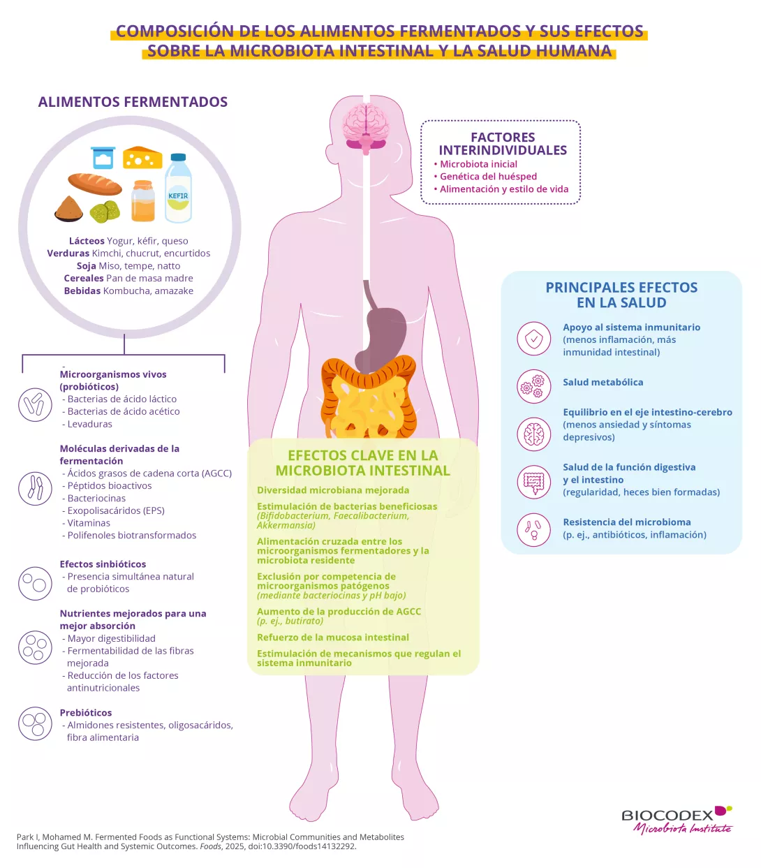 Esta infografía educativa describe la composición de los alimentos fermentados y sus principales efectos sobre la microbiota intestinal y la salud. En el centro de la imagen, una silueta humana de color rosa claro representa el cuerpo humano visto de frente, destacando diferentes órganos: el cerebro, el estómago, el intestino delgado y el colon.  En la parte superior izquierda, un gran círculo titulado «ALIMENTOS FERMENTADOS» representa diferentes alimentos y bebidas fermentados mediante ilustraciones color