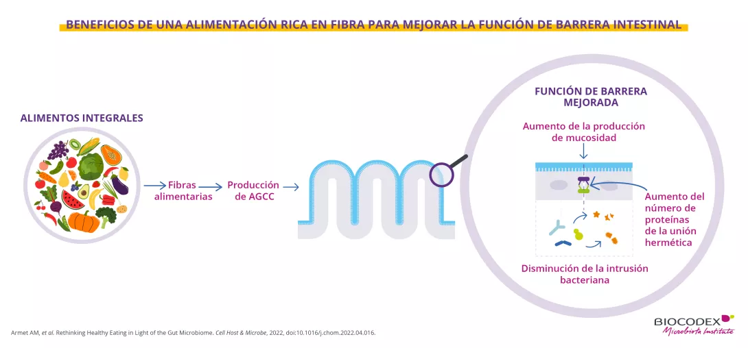Esta infografía educativa explica cómo el consumo de alimentos integrales de origen vegetal contribuye a fortalecer la función intestinal gracias a la acción de la microbiota intestinal.  En la parte izquierda de la imagen, un gran círculo titulado «ALIMENTOS INTEGRALES DE ORIGEN VEGETAL» contiene numerosas ilustraciones coloridas de frutas, verduras y otros alimentos de origen vegetal. Entre ellos se encuentran uvas, kiwi, maíz, papaya, tomates, cítricos, col verde, berenjenas, zanahorias, betabel, brócoli
