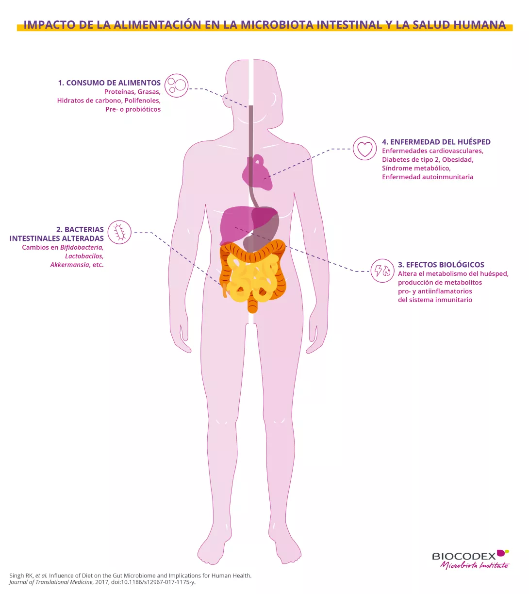 Esta infografía educativa ilustra la relación entre la alimentación, la microbiota intestinal y algunas enfermedades crónicas. En el centro de la imagen, una silueta humana de color rosa claro representa el cuerpo humano visto de frente. Se destacan los principales órganos implicados en la digestión y el metabolismo: el esófago, el corazón, el hígado, el estómago, el intestino delgado y el colon.  Alrededor de la silueta se distribuyen cuatro etapas numeradas que explican cómo la alimentación puede influir 