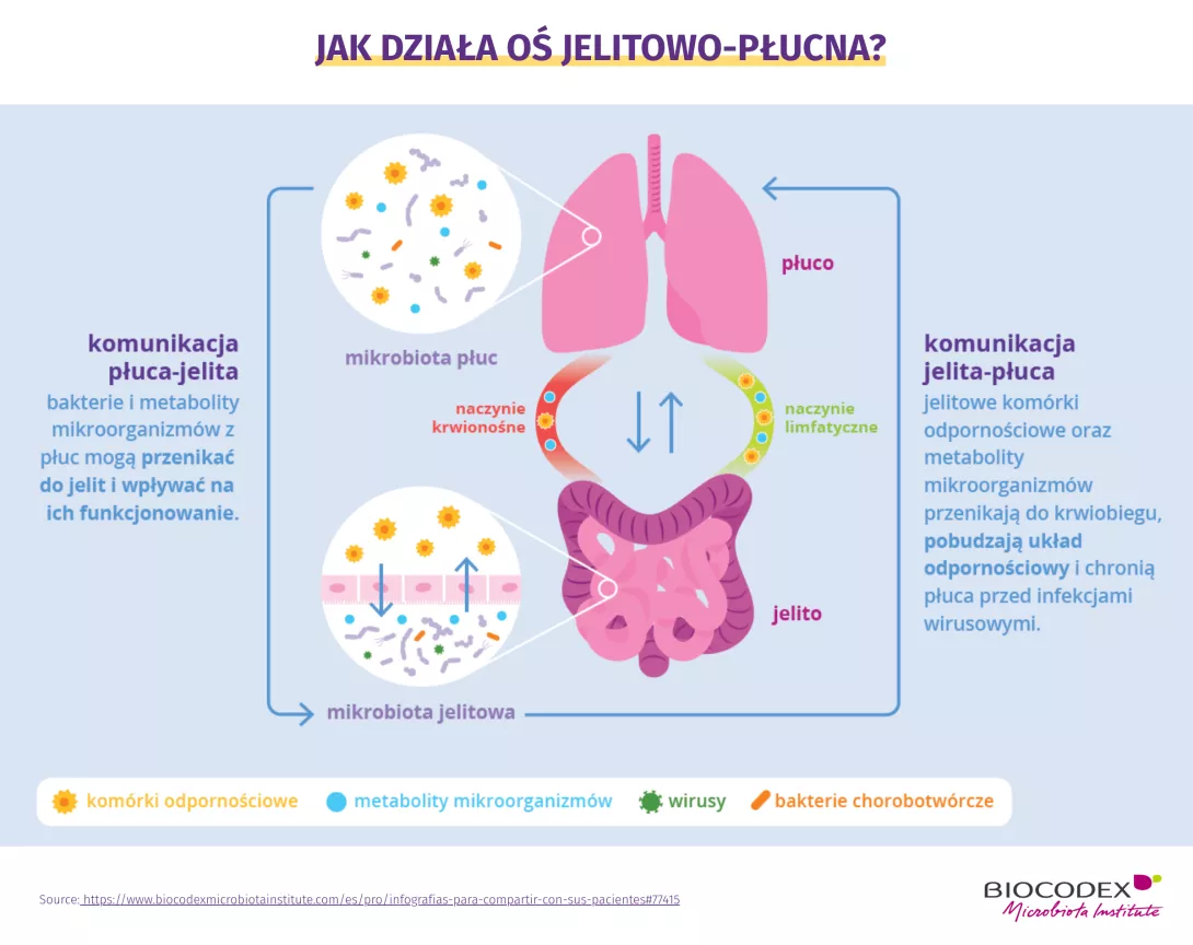 Ta infografika edukacyjna wyjaśnia działanie osi jelito–płuca, przedstawiając dwukierunkowe interakcje między mikrobiotą jelitową, mikrobiotą płucną i układem odpornościowym. W centralnej części ilustracji znajdują się dwa schematycznie przedstawione narządy: płuca, zaznaczone na różowo w górnej części, oraz jelito, przedstawione na fioletowo w dolnej części. Oba narządy są połączone dwiema drogami krążenia, ukazanymi jako kolorowe pętle: naczyniem krwionośnym w kolorze czerwonym oraz naczyniem limfatycznym