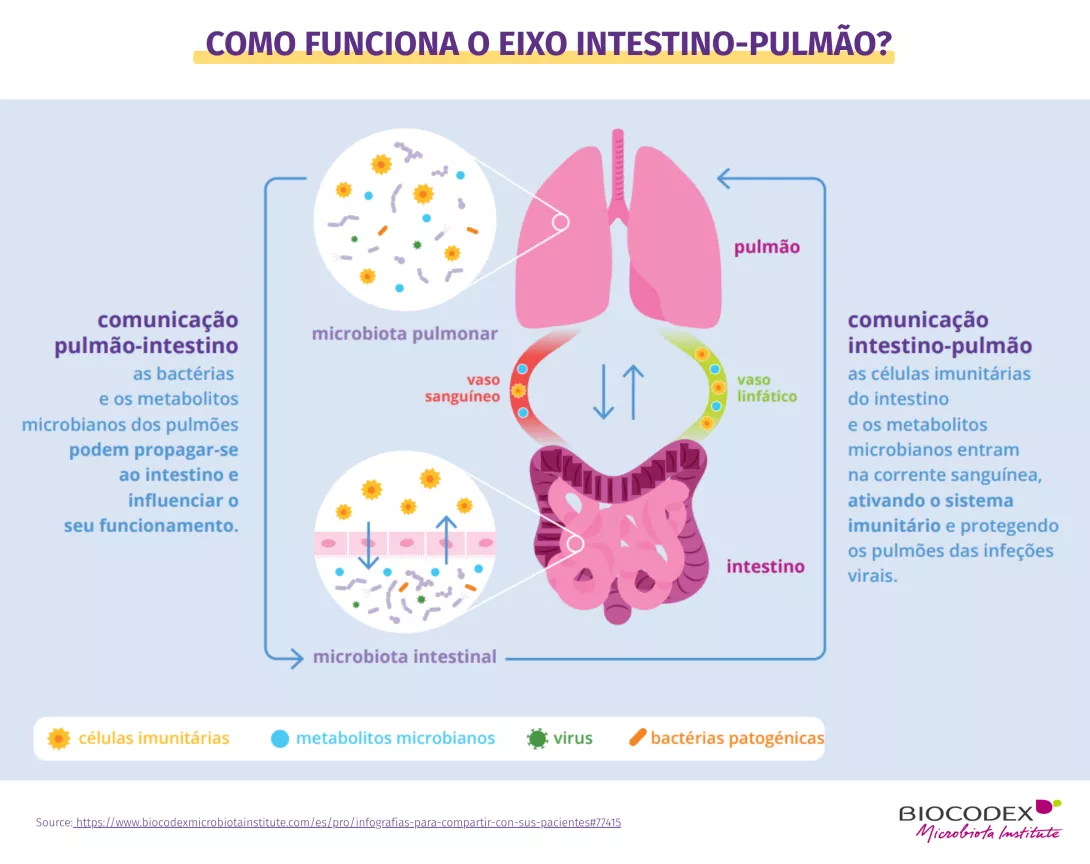 Este infográfico educativo explica como funciona o eixo intestino-pulmão, ilustrando as interações bidirecionais entre a microbiota intestinal, a microbiota pulmonar e o sistema imunológico. No centro da imagem, dois órgãos estilizados são representados: os pulmões, em rosa, na parte superior, e o intestino, em roxo, na parte inferior. Os dois órgãos estão conectados por duas vias de circulação representadas por alças coloridas: um vaso sanguíneo, em vermelho, e um vaso linfático, em verde. Setas azuis apon