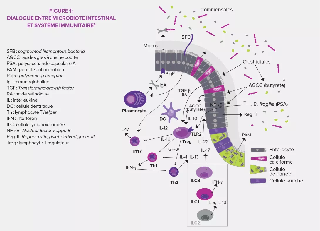 Défenses-immunitaires-infographie-article-2