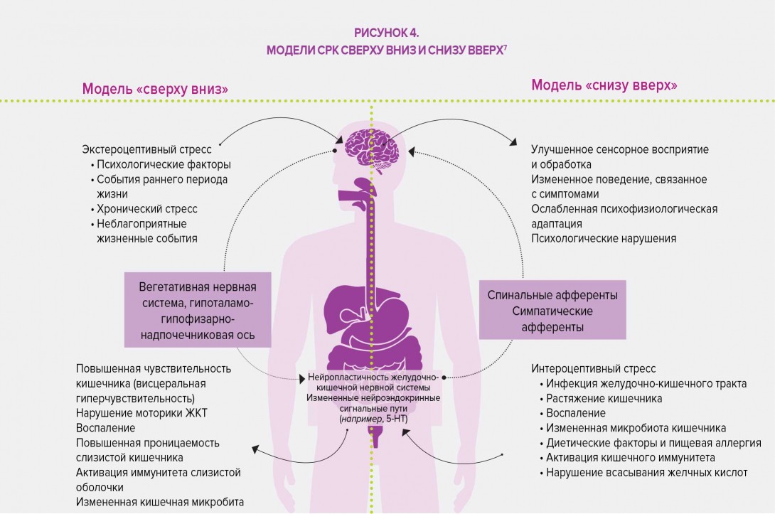 Focus-on-the-gut-brain-axis-RU-infography1