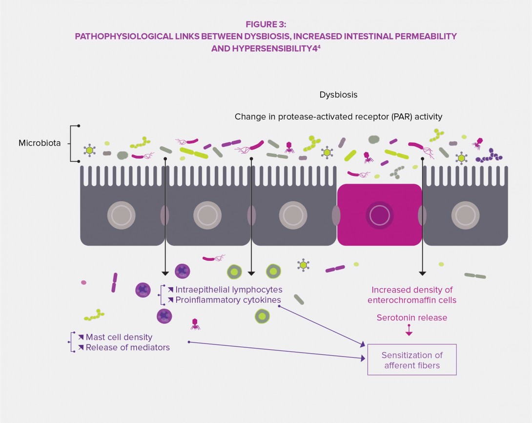 Functional-gastrointestinal-infography3