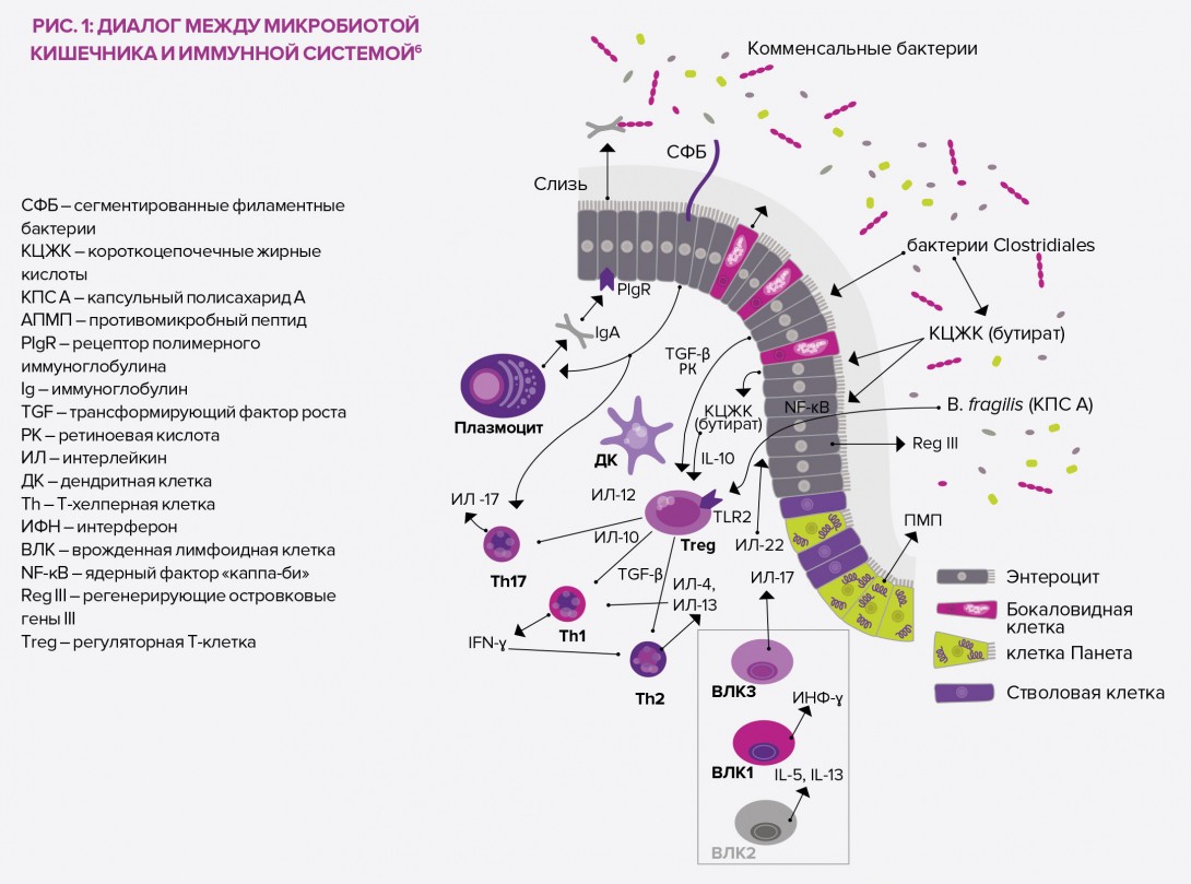 Immune-defense-RU-infographie-article-2
