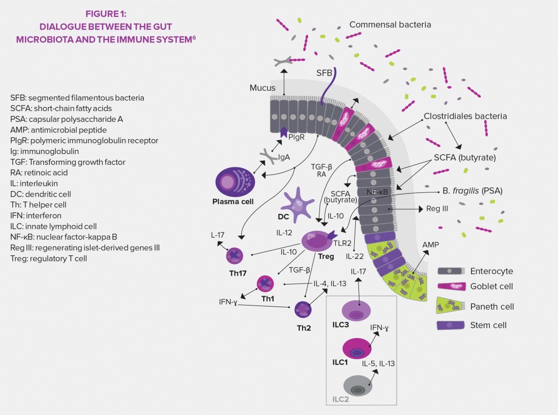 Immune-defense-infographie-article-2