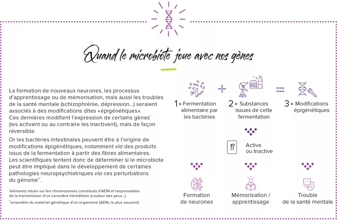 Infographie expliquant l'influence du microbiote intestinal sur les gènes via la fermentation alimentaire, la production de substances bioactives, et les modifications épigénétiques. 