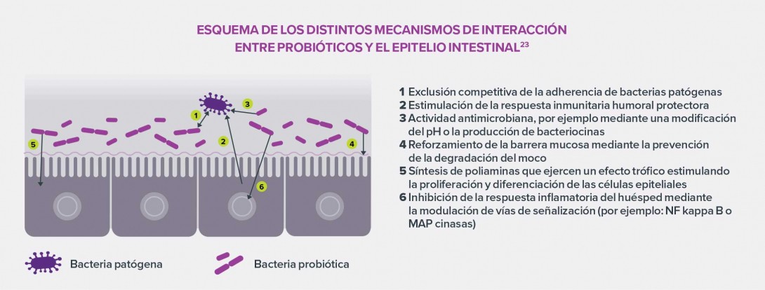 La-disbiosis-intestinal-infografia-1