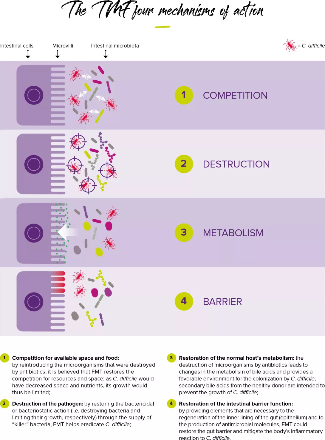 TMF-mechanisms-of-action